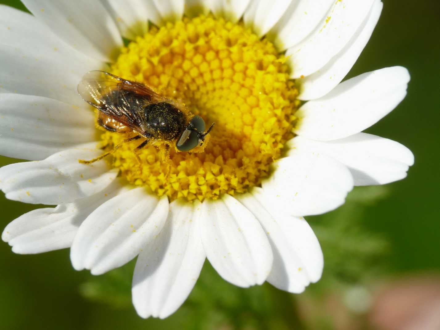 Odontomyia sp. (Stratiomyidae)